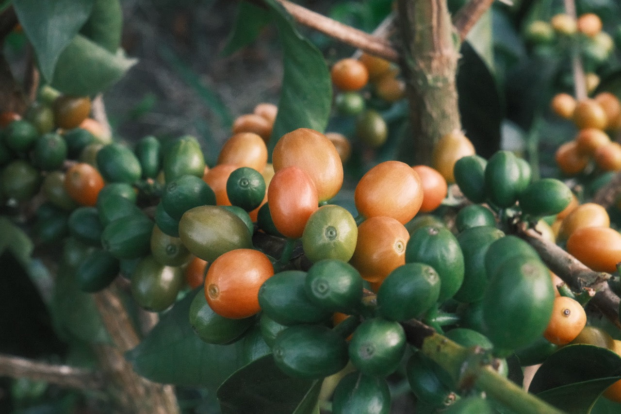 Colombia Granja Paraíso 92 - Orange Bourbon (100g Jar)