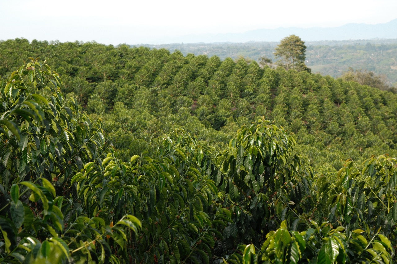 Colombia Granja Paraíso 92 - Orange Bourbon (100g Jar)
