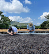 El Salvador Tablon Divisadero - Honey Yellow Icatu