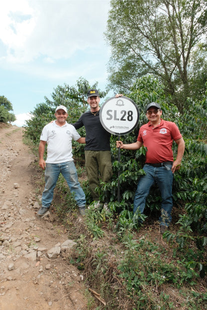 Colombia Granja Paraíso 92 - Pink Bourbon