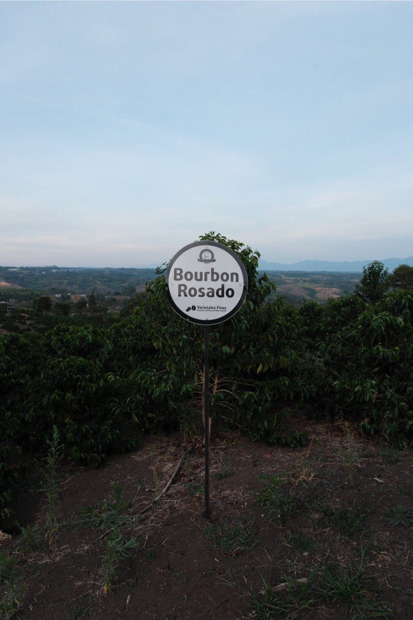 Colombia Granja Paraíso 92 - Pink Bourbon