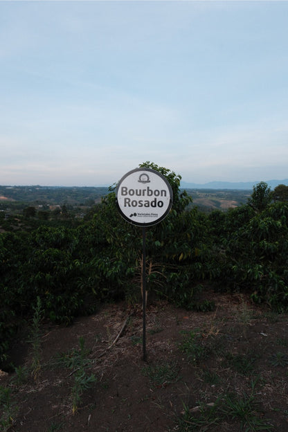 Colombia Granja Paraíso 92 - Pink Bourbon