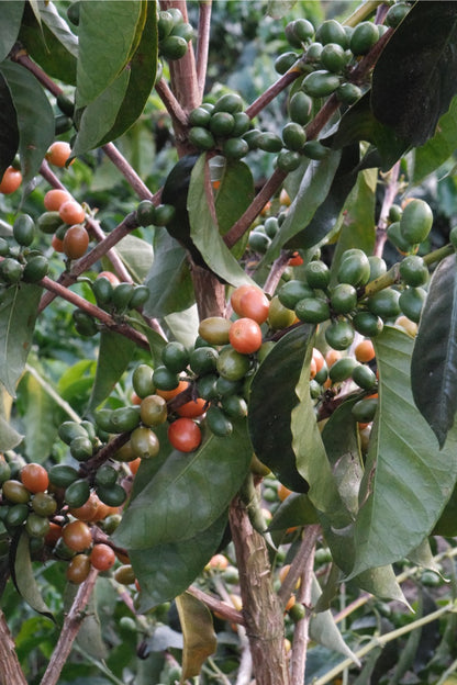 Colombia Granja Paraíso 92 - Pink Bourbon