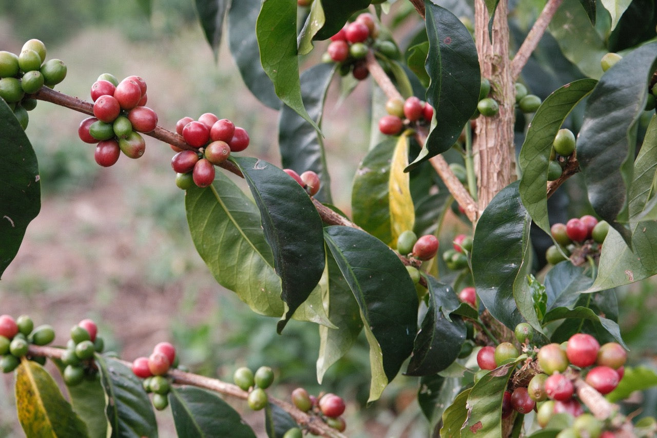 Colombia Granja Paraíso 92 - Pink Bourbon