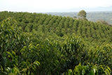 Colombia Granja Paraíso 92 - Koji Striped Bourbon (100g Tin)