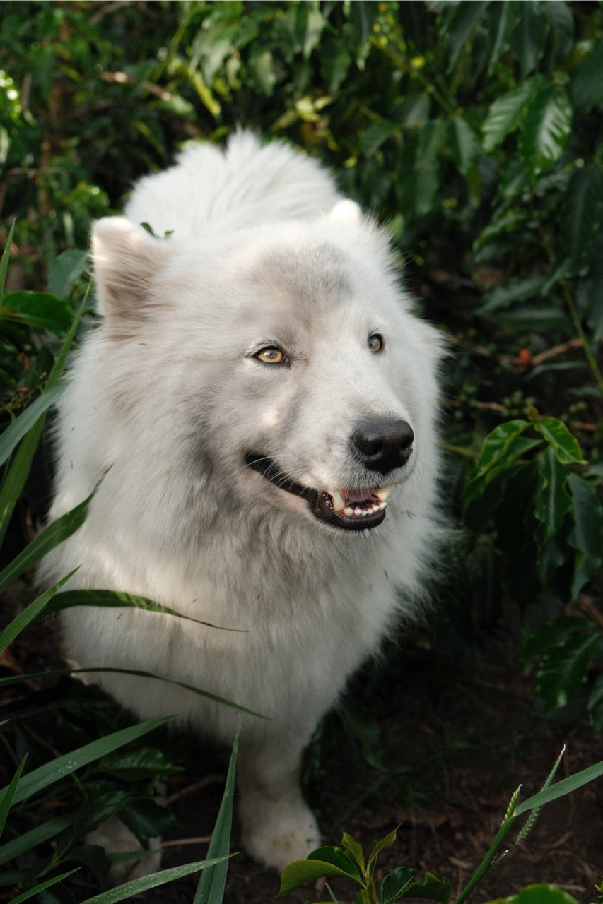 Colombia Granja Paraíso 92 - Pink Bourbon