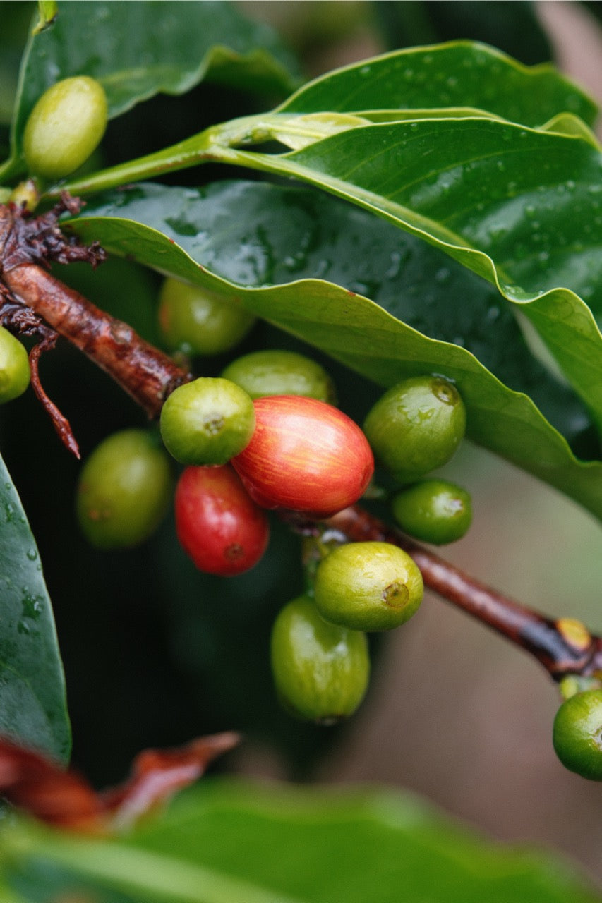 Colombia Granja Paraíso 92 - Pink Bourbon