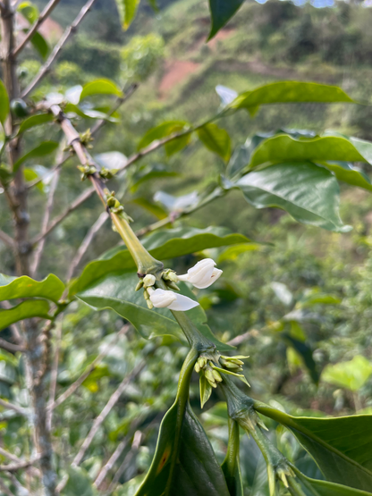 Colombia Nelson Córdoba