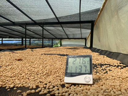 Colombia Jorge Rojas - Gesha (100g Jar)