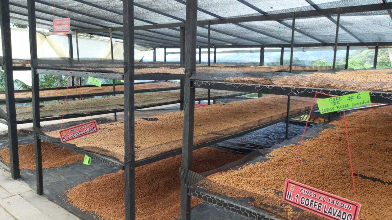 Colombia Jorge Rojas - Gesha (100g Jar)